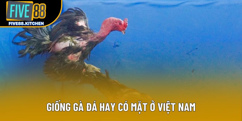 Giống gà đá hay có mặt ở Việt Nam Giống gà đá hay có mặt ở Việt Nam