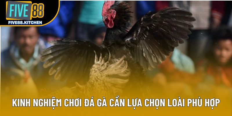 Kinh nghiệm chơi đá gà cần lựa chọn loài phù hợp Kinh nghiệm chơi đá gà cần lựa chọn loài phù hợp